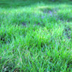 Meet your Posher, Eden